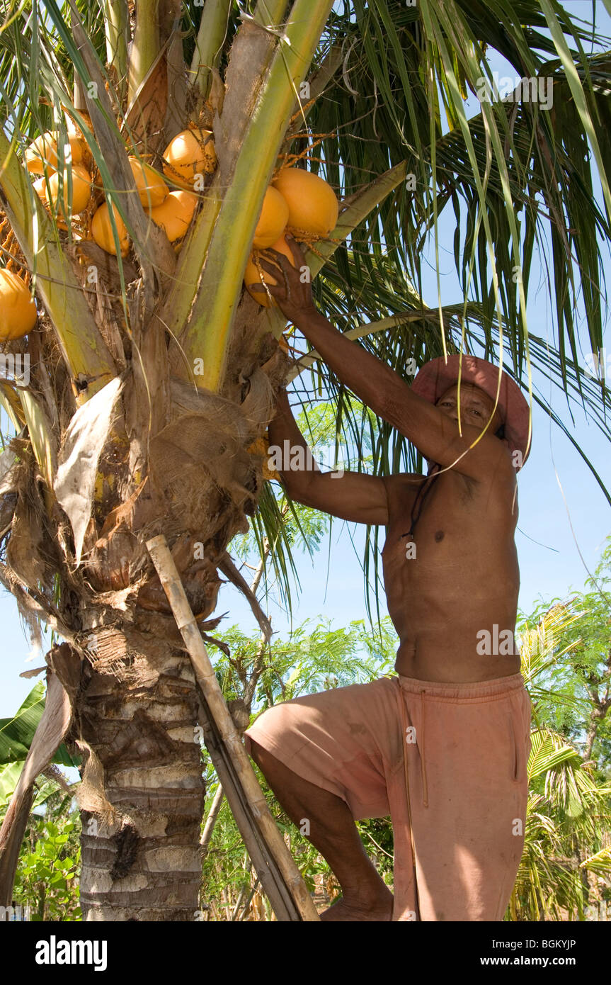 Gathering coconuts on Nusa Lembongan island, Bali Stock Photo Alamy