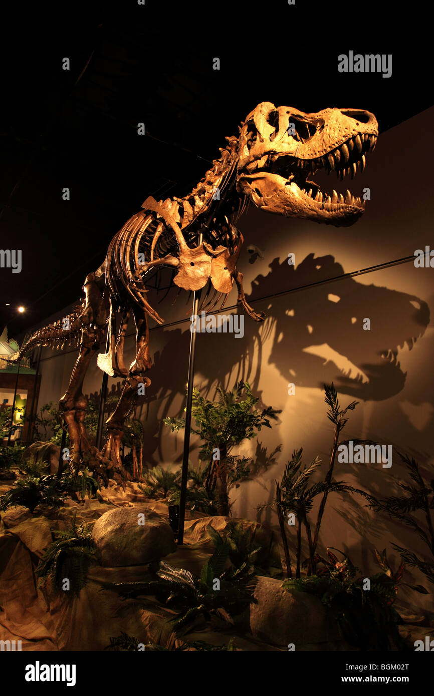 Tyrannosaurus Rex Skeleton SAMSON on display at OMSI in Portland, Oregon Stock Photo