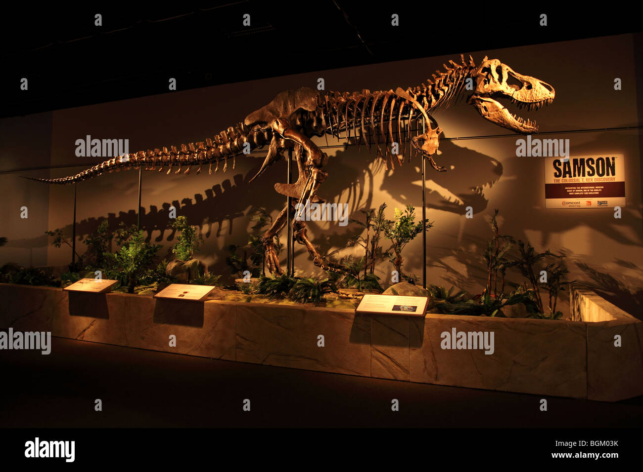 Tyrannosaurus Rex Skeleton SAMSON on display at OMSI in Portland, Oregon Stock Photo