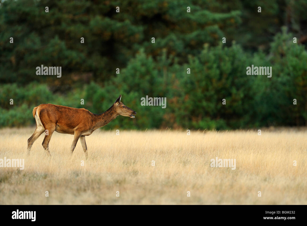 Red Deer (Cervus elaphus), hind Stock Photo