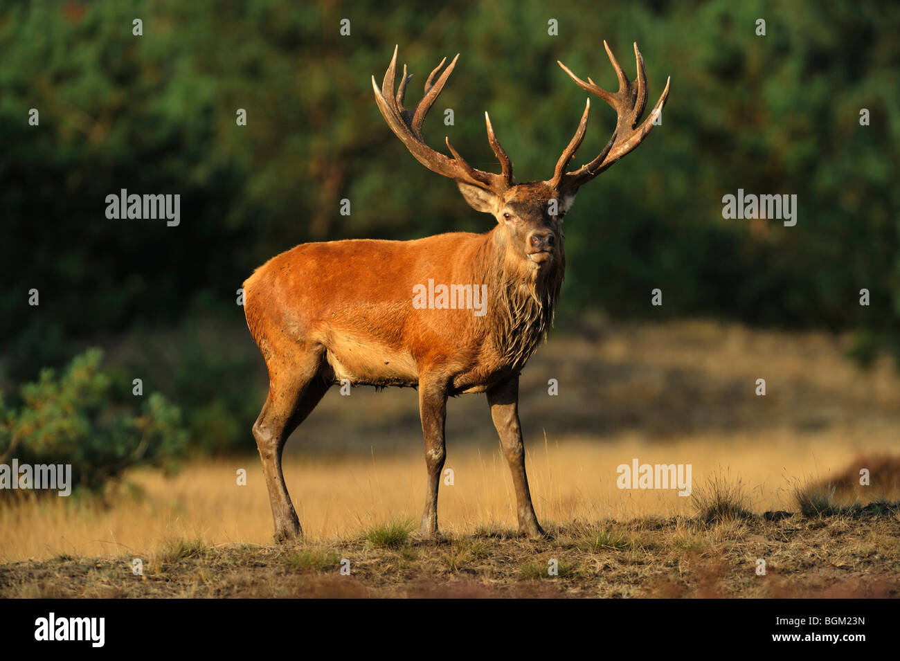 Red Deer (Cervus elaphus) stag during mating season Stock Photo