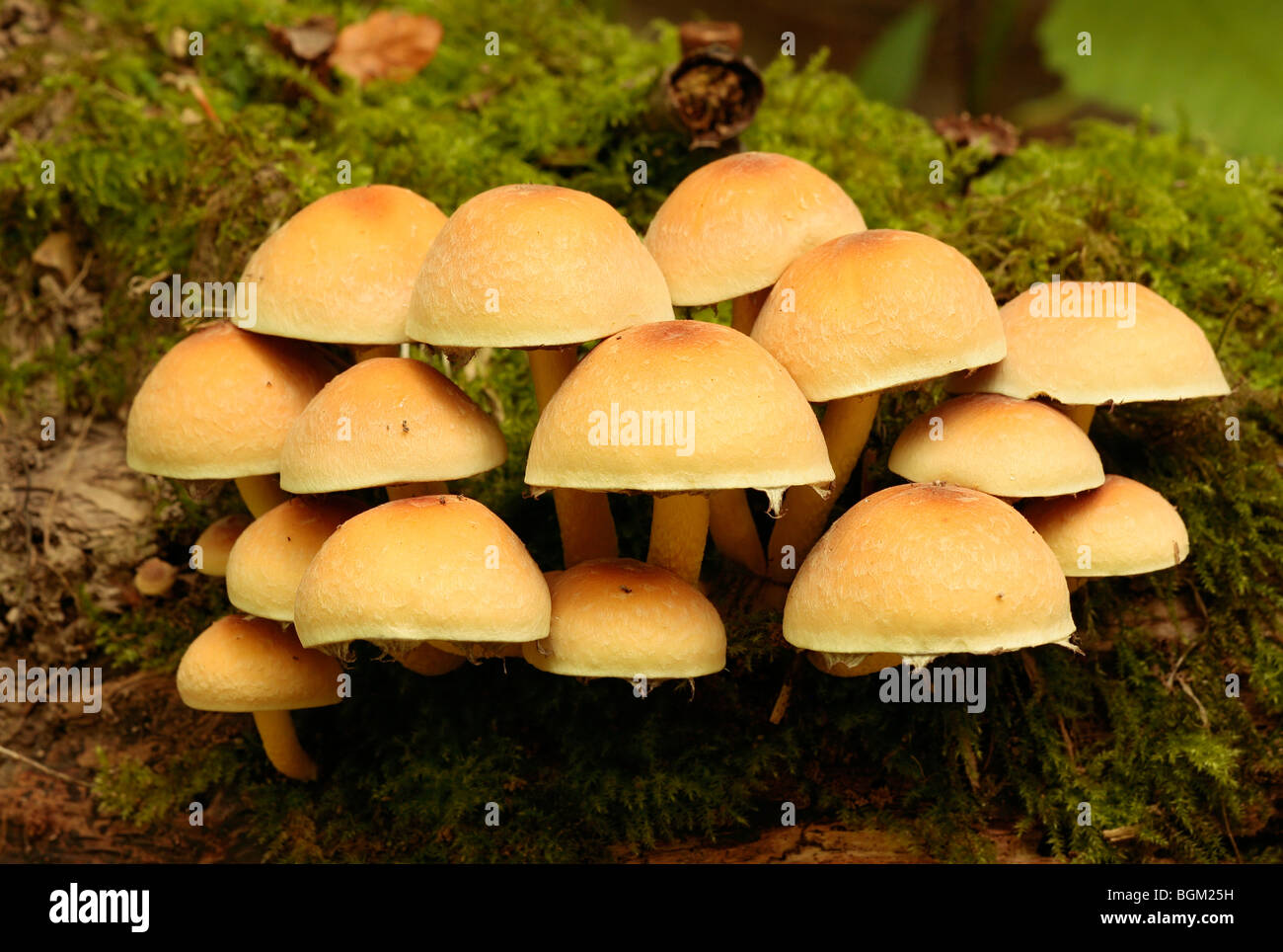 Hypholoma mushroom (Hypholoma radicosum) Stock Photo