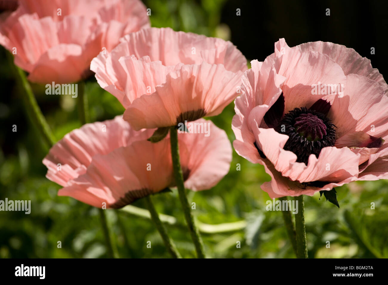 Pink poppy in flower Papaver orientale 'Cedric Morris' Stock Photo