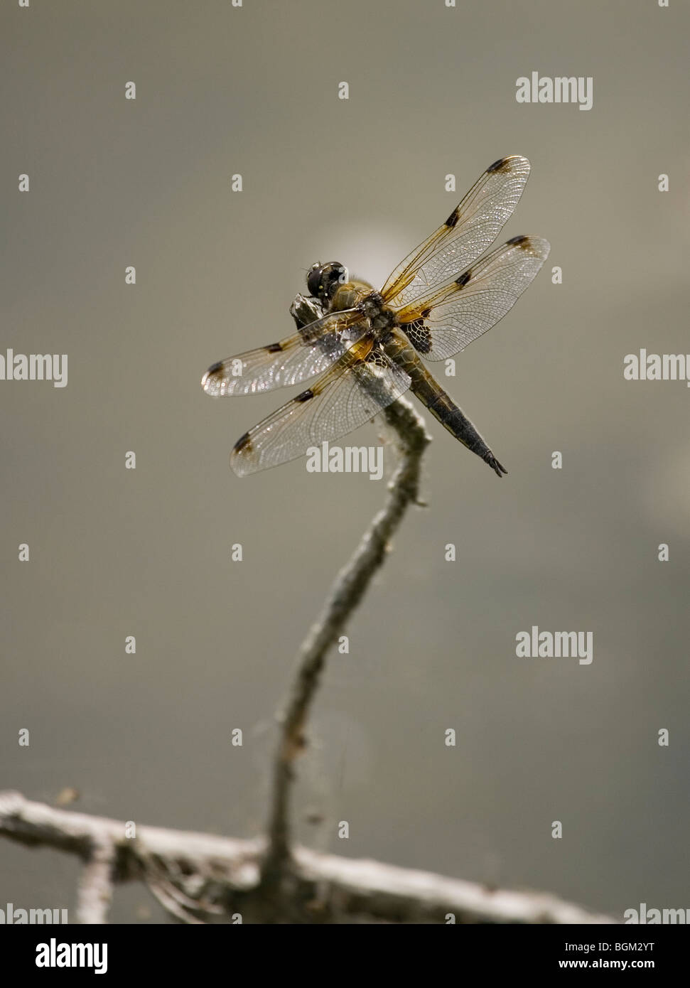 A Four-spotted Chaser (Libellula quadrimaculata) dragonfly on a perch at Lackford lakes, Suffolk Stock Photo