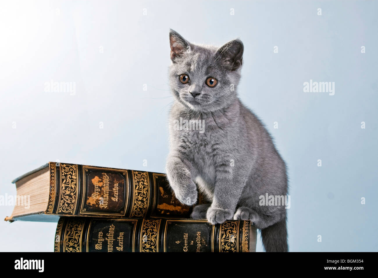 British Shorthair kitten sitting on a book Stock Photo