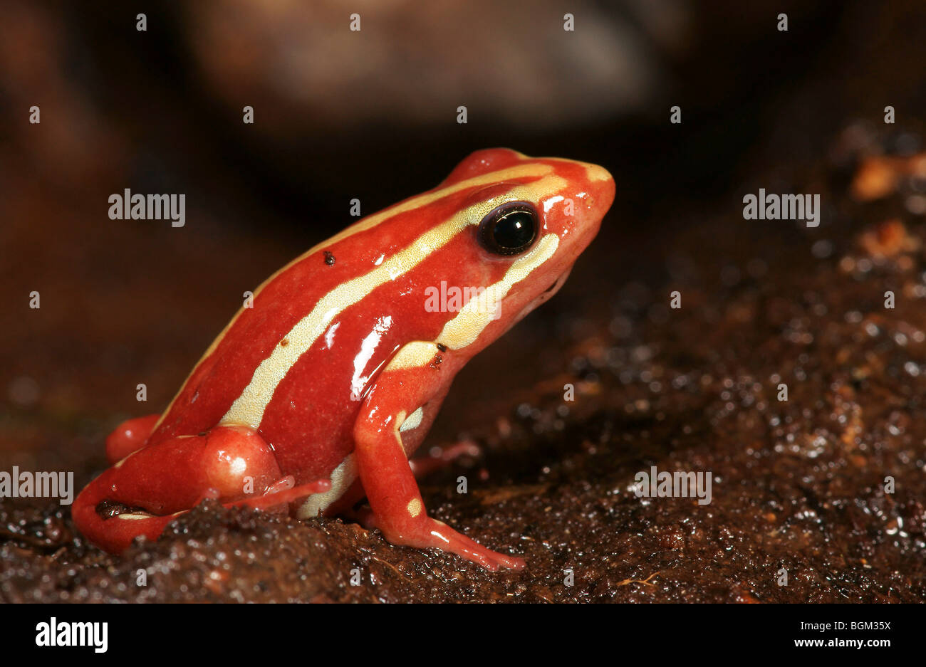 Phantasmal poison frog (Epipedobates tricolor) in captivity Stock Photo