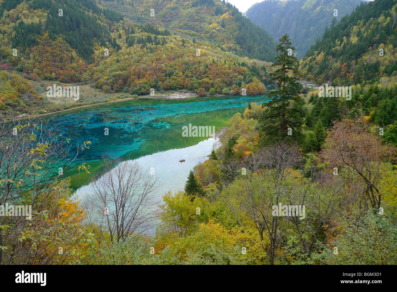 Autumn Mood at the turquoise Five Colour Lake in which dead trees are lying, Jiuzhaigou Valley, Jiuzhaigou National Park, Sichu Stock Photo
