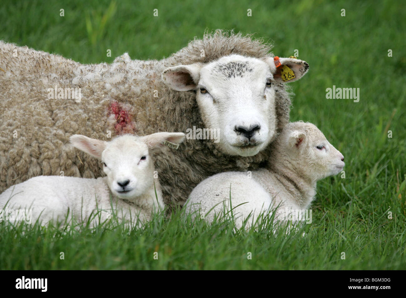 Ewe With Her Lambs Stock Photo