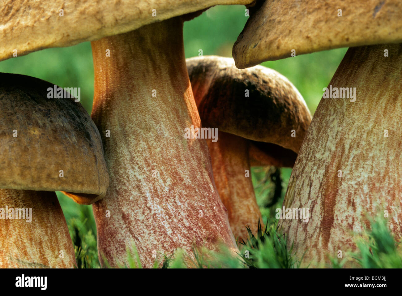 Red cracking bolete (Xerocomellus chrysenteron / Boletus chrysenteron