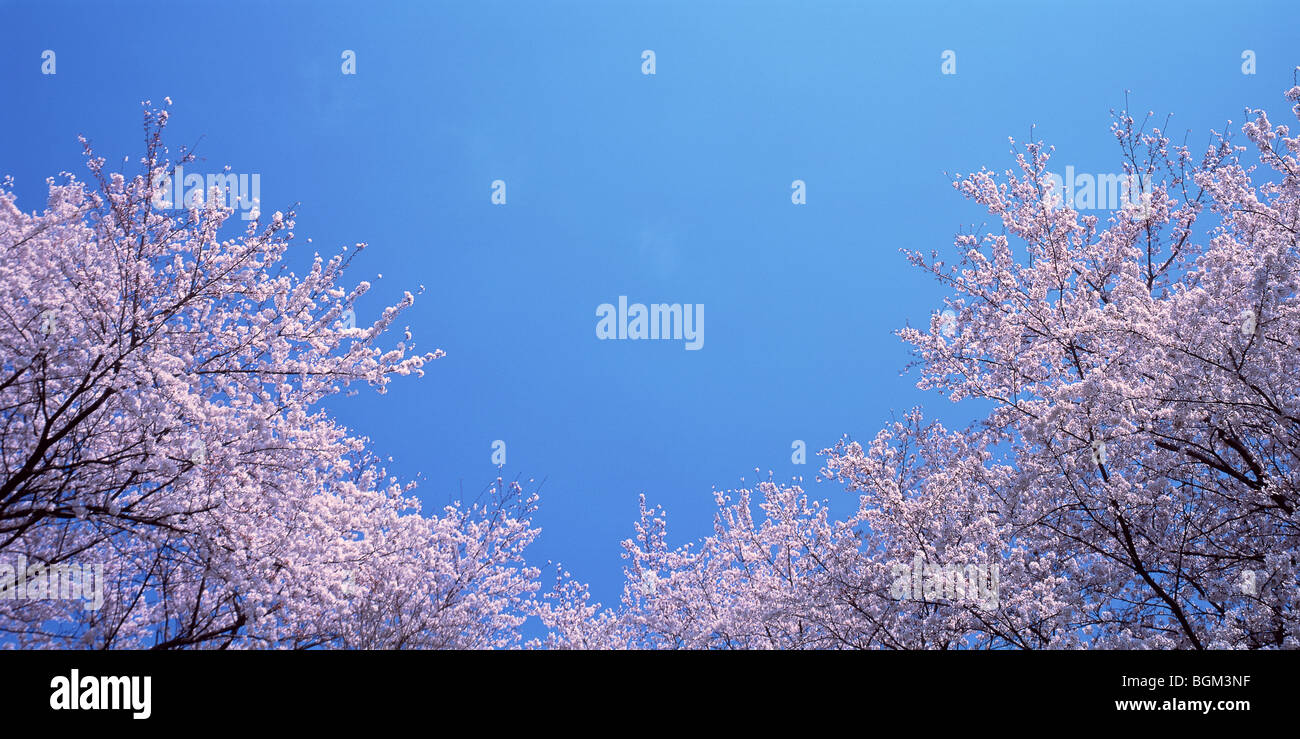 Cherry trees under a blue sky Stock Photo - Alamy