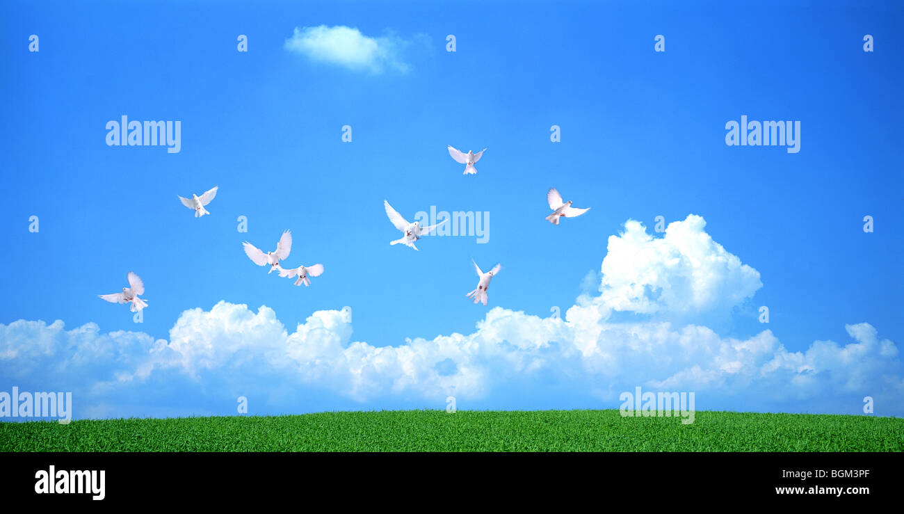 Birds flying in a blue sky over a green field Stock Photo - Alamy