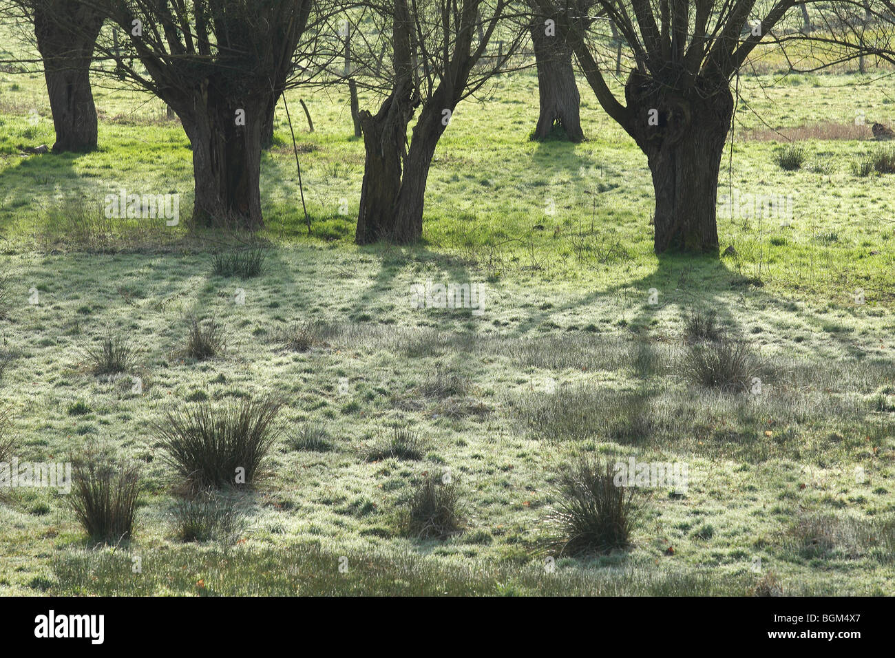 Meadowland with Soft-rush (Juncus effusus) and pollard Willows (Salix sp.) in valley of Scheldt, Belgium Stock Photo