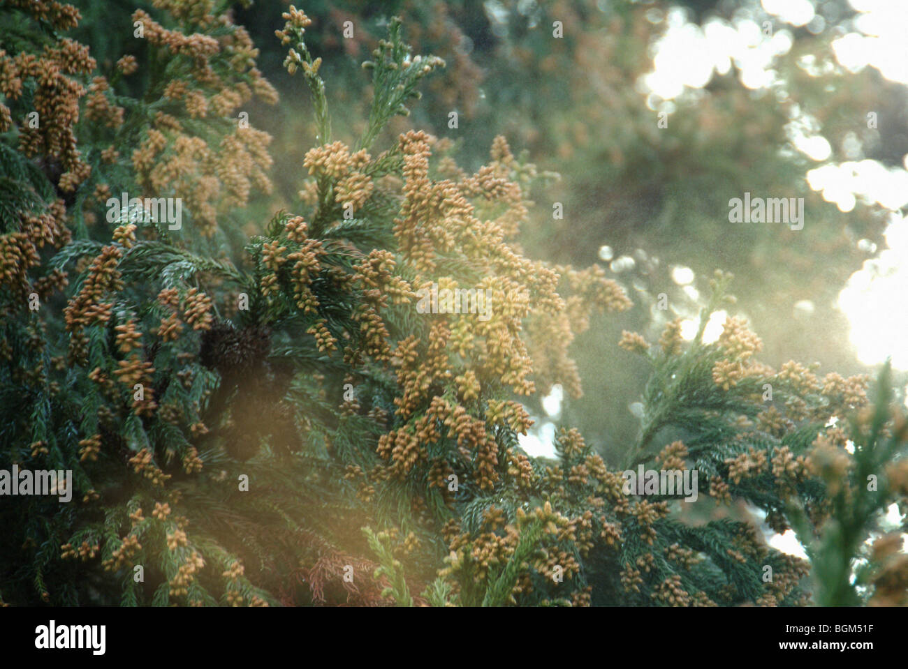 Cedar pollen Stock Photo