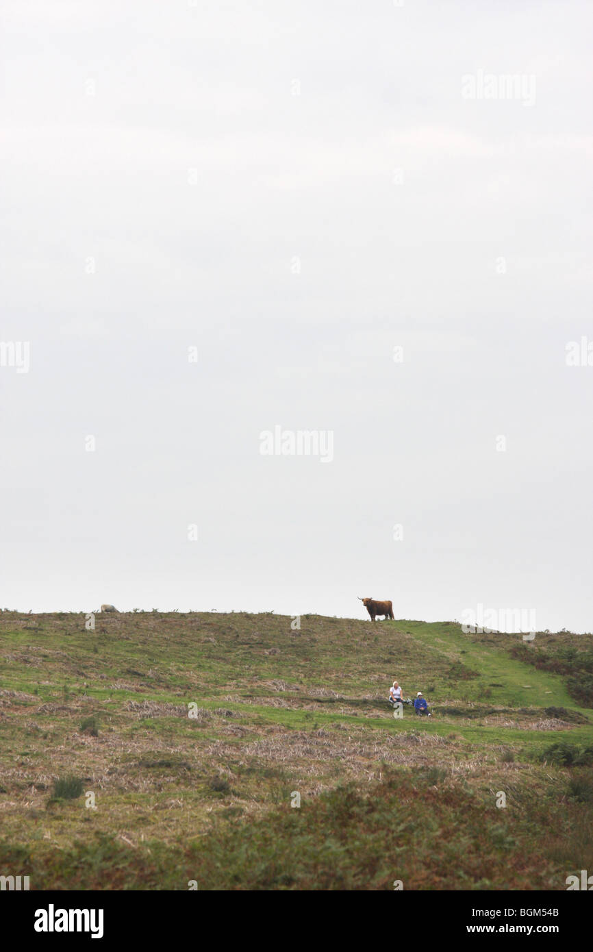 Red long haired Scottish cattle, Hole Of Horcum, Levisham, North Yorkshire Moors, National Park, England Stock Photo