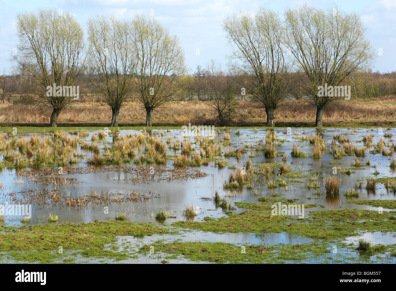 Drowned meadowland in nature reserve Mechels broek, Belgium Stock Photo -  Alamy
