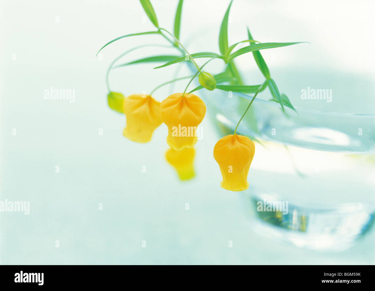 Flowers and glass hi-res stock photography and images - Alamy