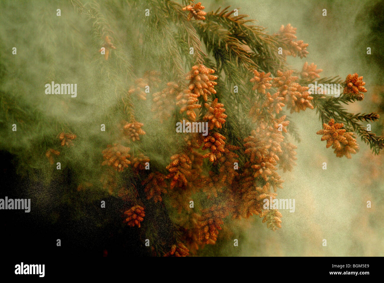 Cedar pollen Stock Photo