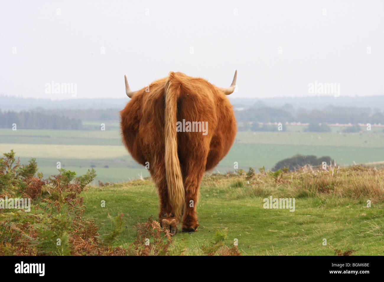 Red Long Haired Scottish Highland Cattle Stock Photo 27488930 Alamy