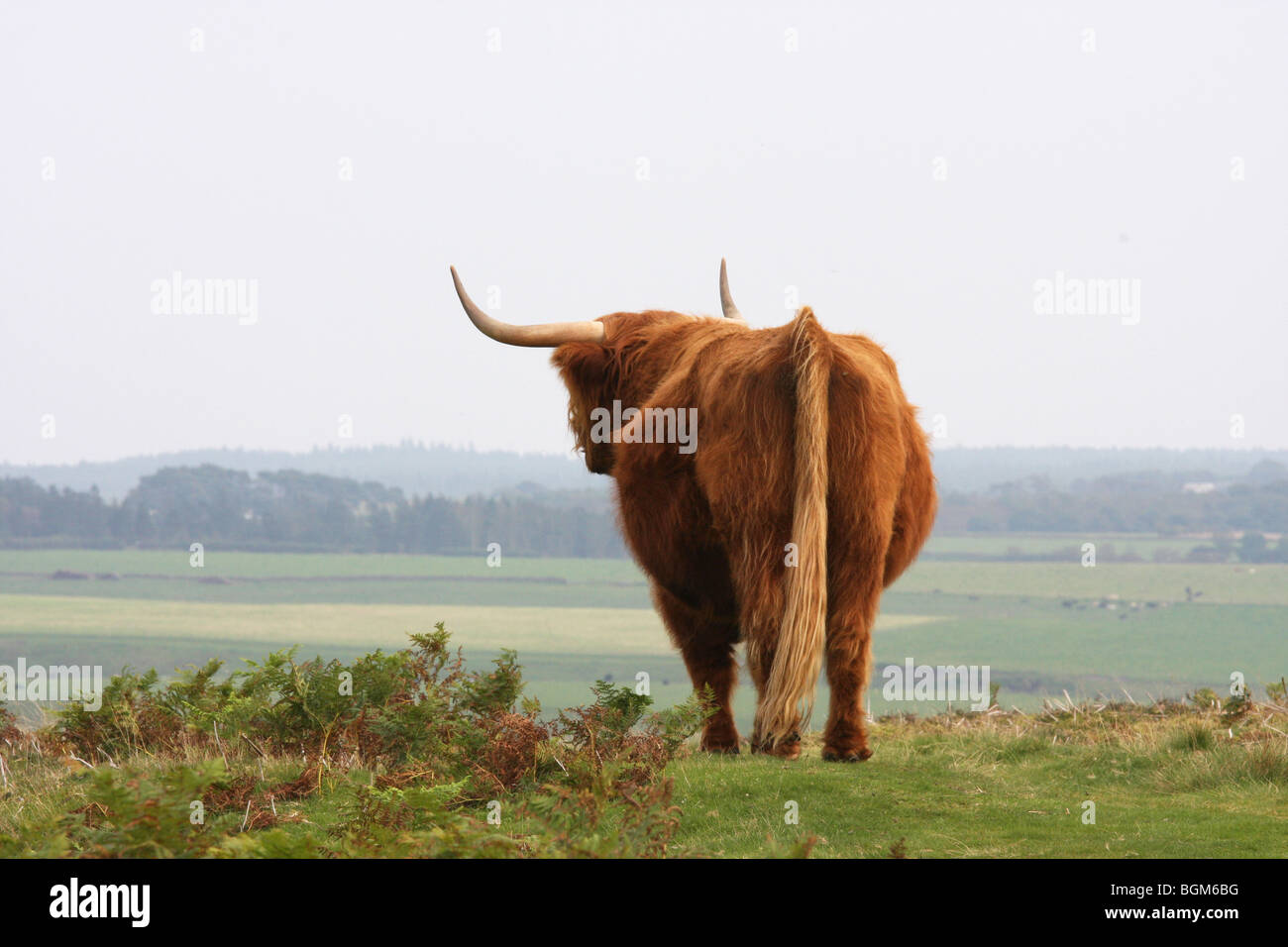 Red Long Haired Scottish Highland Cattle Stock Photo 27488932 Alamy
