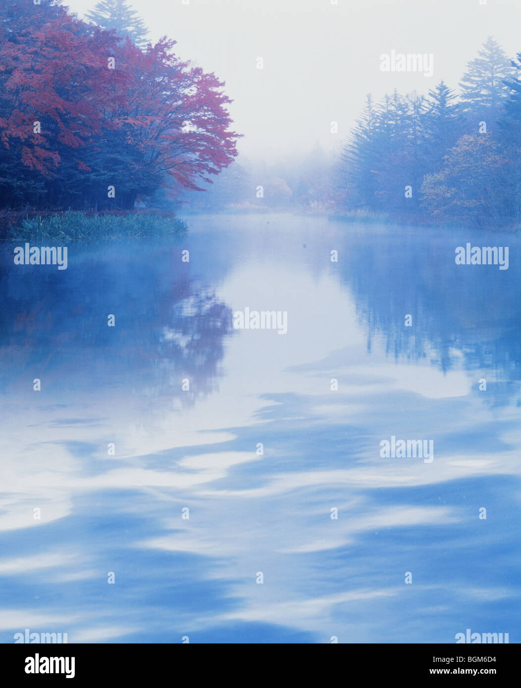 The trees image reflected in the water surface Stock Photo - Alamy