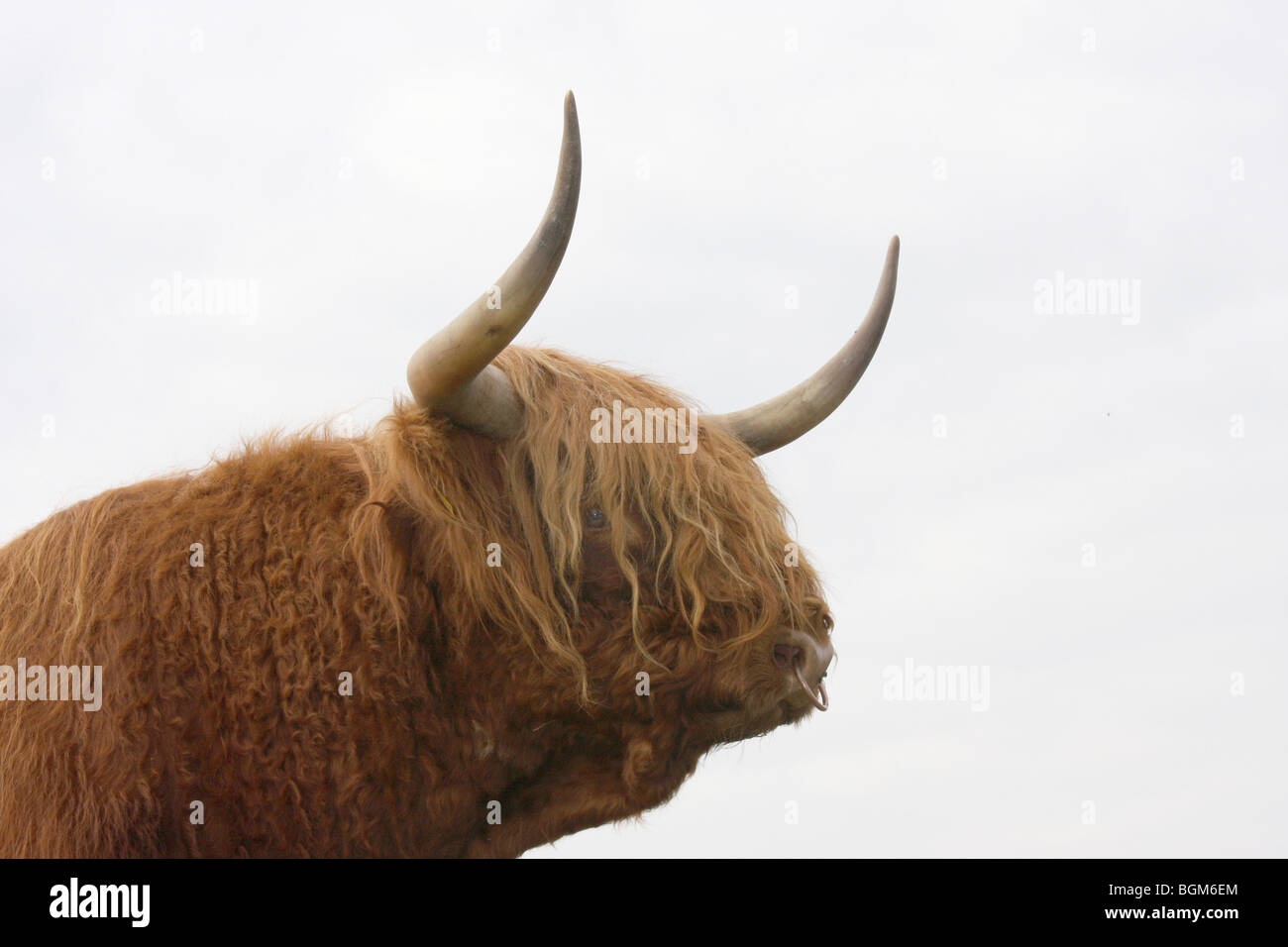 Red Long Haired Scottish Highland Cattle Stock Photo 27489020 Alamy
