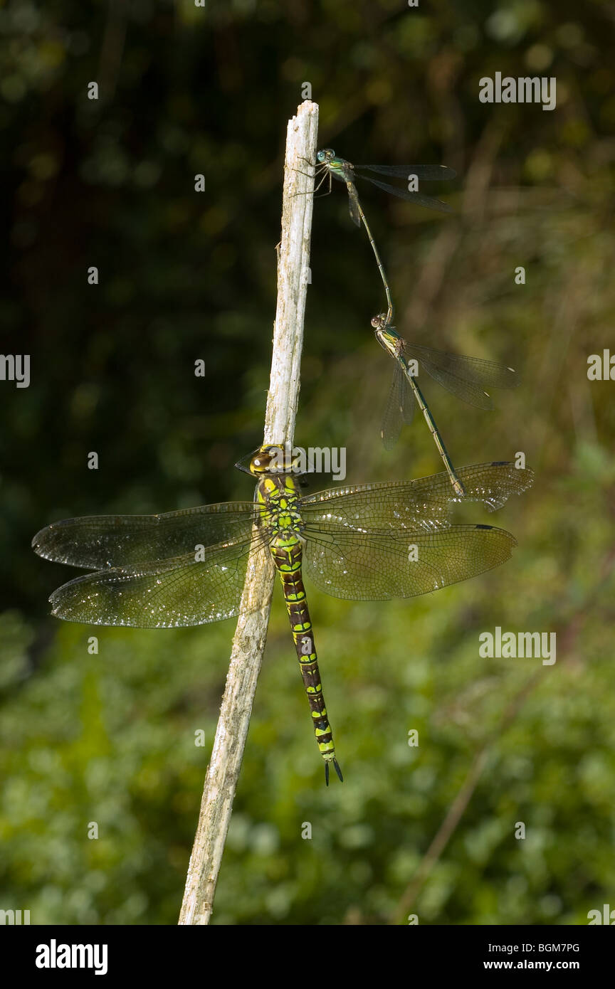 Female southern hawker (Aeshna cyanea) perched close to a pair of  western willow spreadwing (Lestes viridis) mating. Stock Photo