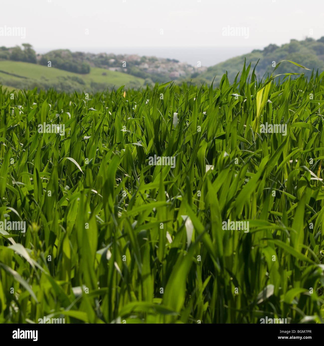Field stunning green maize hi-res stock photography and images - Alamy