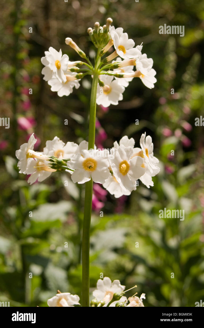 Tall primula japonica (Japanese Primrose or Japanese Cowslip) growing in a South Cornwall garden Stock Photo