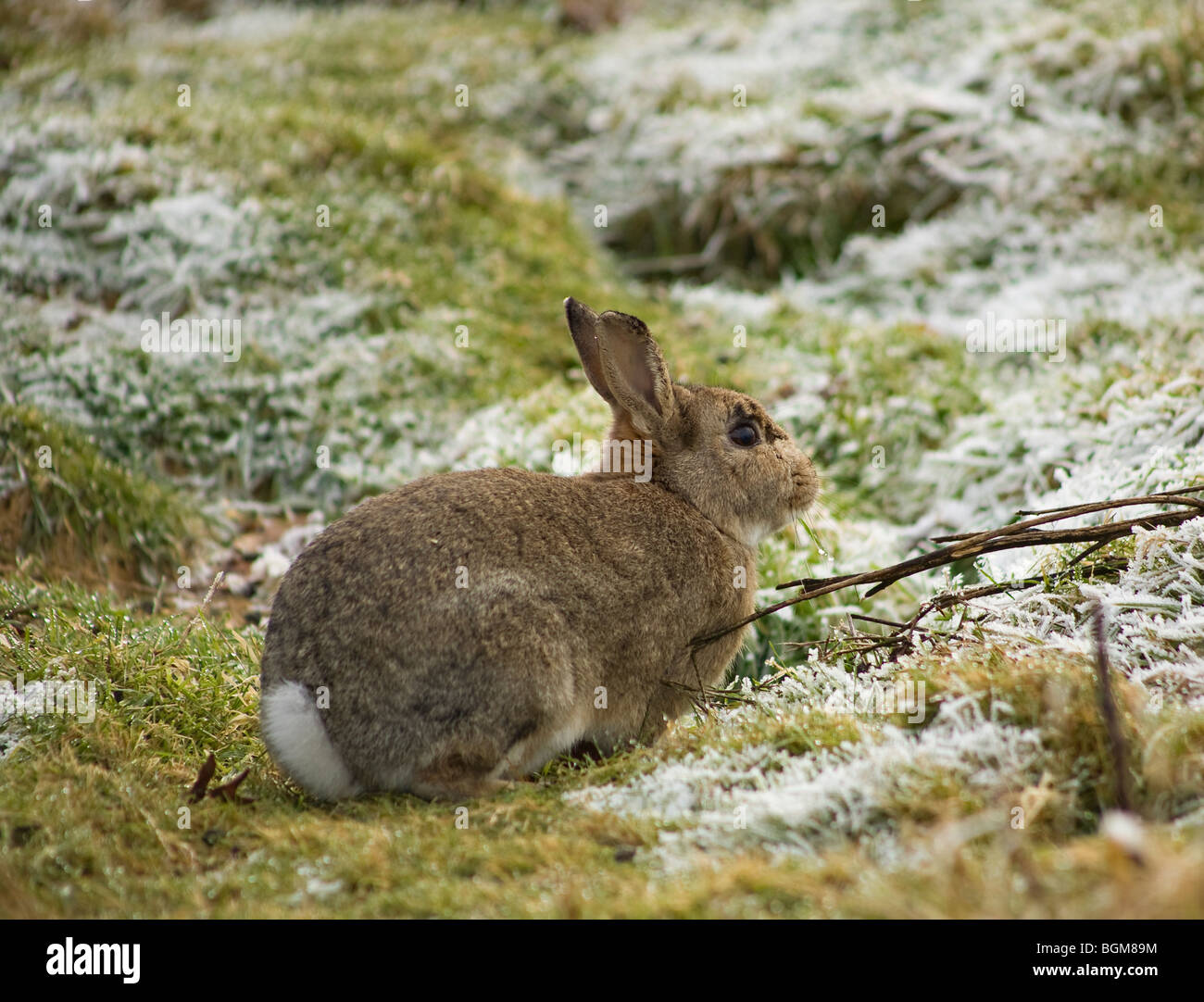 Wild European Rabbit (Oryctolagus cuniculus) eating grass in winter