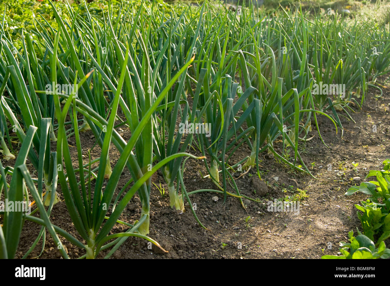 Onions (Allium cepa) growing in rows on an allotment plot Stock Photo ...