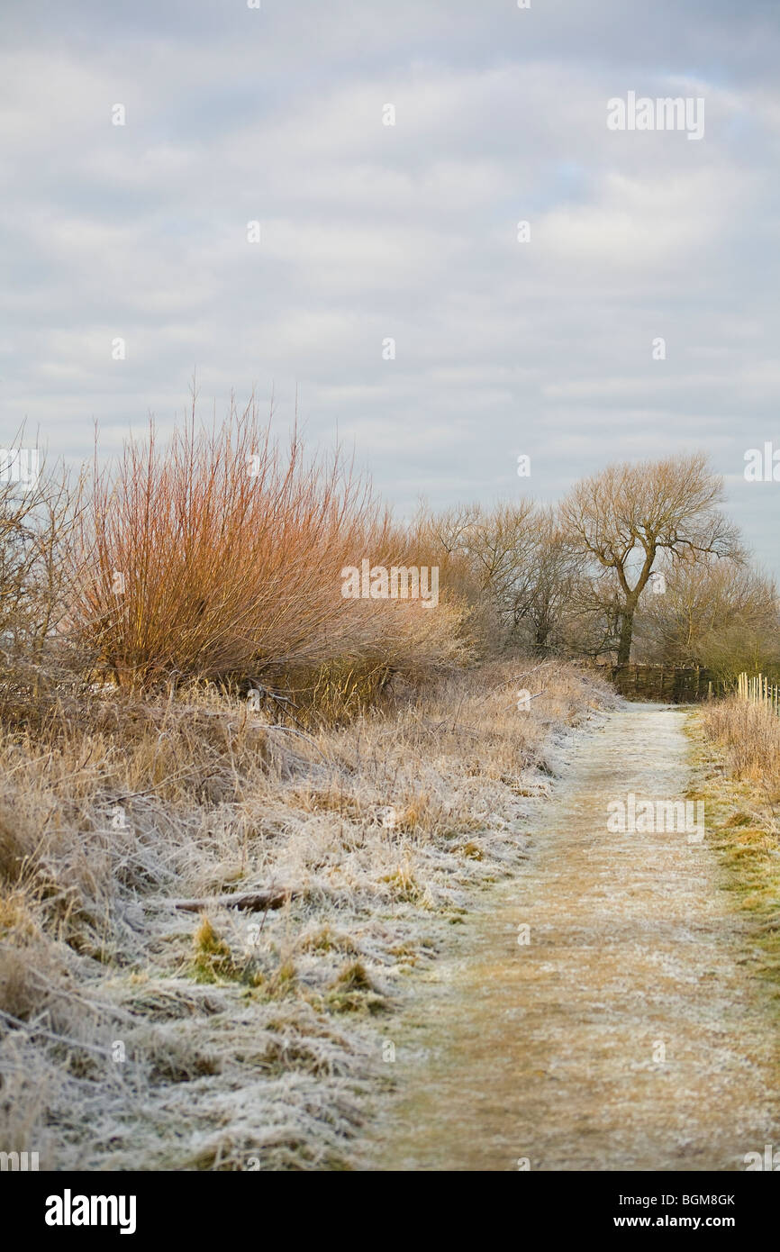 Frosty path through countryside during English winter. Sussex, UK Stock Photo