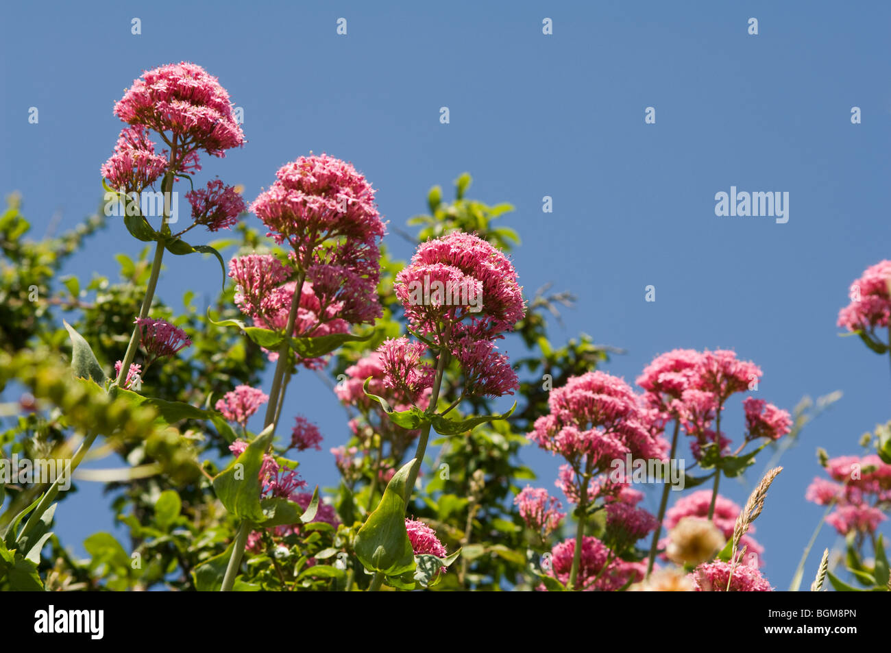 Red valerian (Centranthus ruber) growing wild against a blue sky Stock Photo
