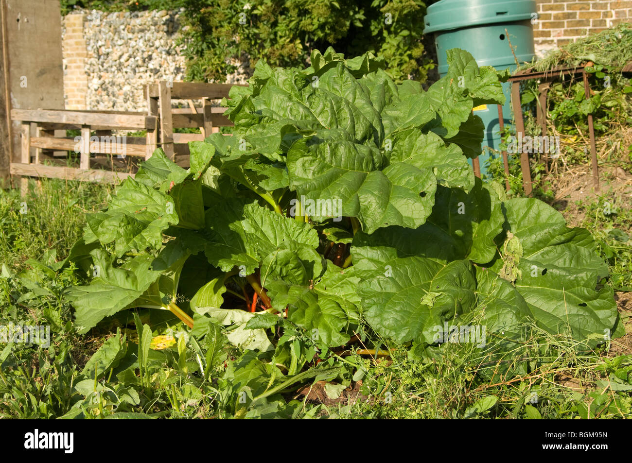 Rhubarb (Rheum rhabarbarum) growing on an allotment plot in front of compost heaps Stock Photo