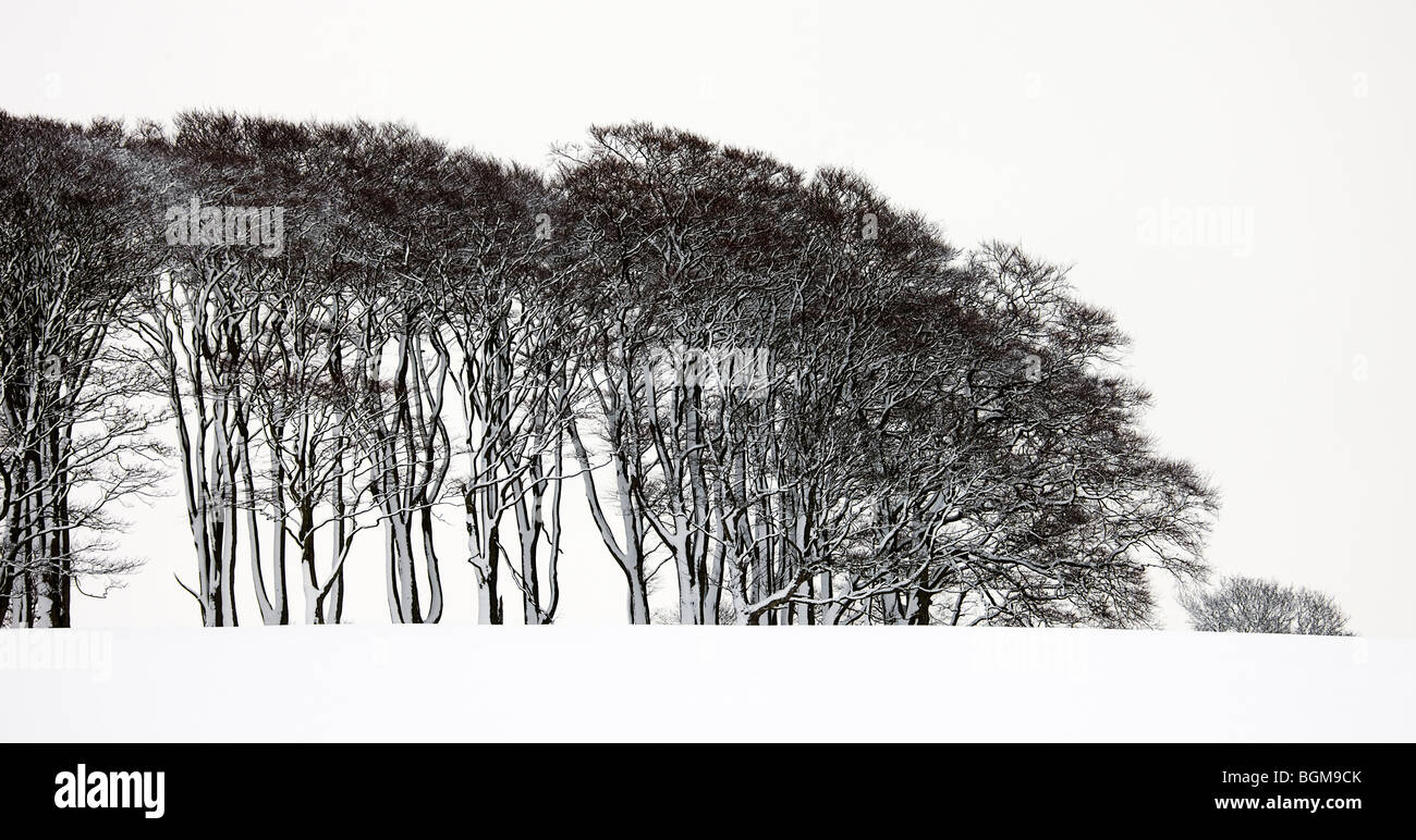 Snow on trees.Northumberland. Stock Photo