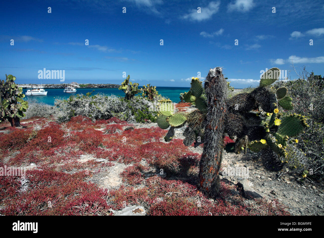 Cholla cacti (Opuntia sp.), Plazas sur island, Galápagos Islands, Ecuador, Latin America Stock Photo