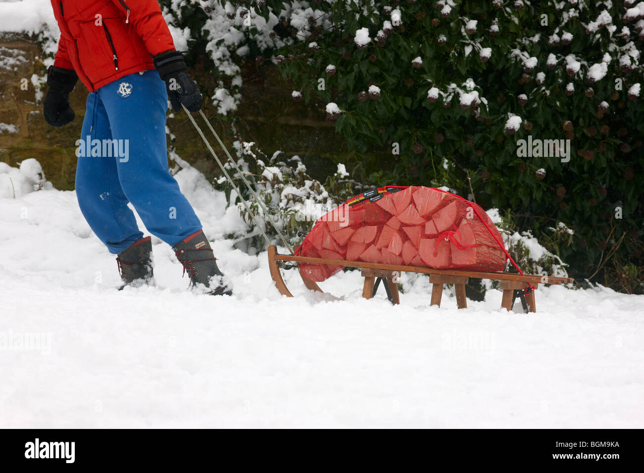 Woman pulling sledge to transport logs after heavy snow. Stock Photo