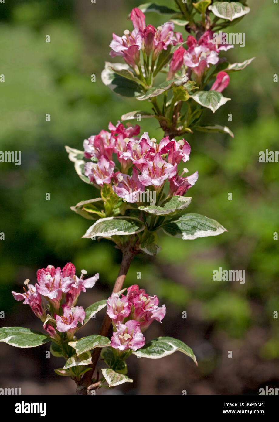 Weigela Kosteriana Variegata Stock Photo