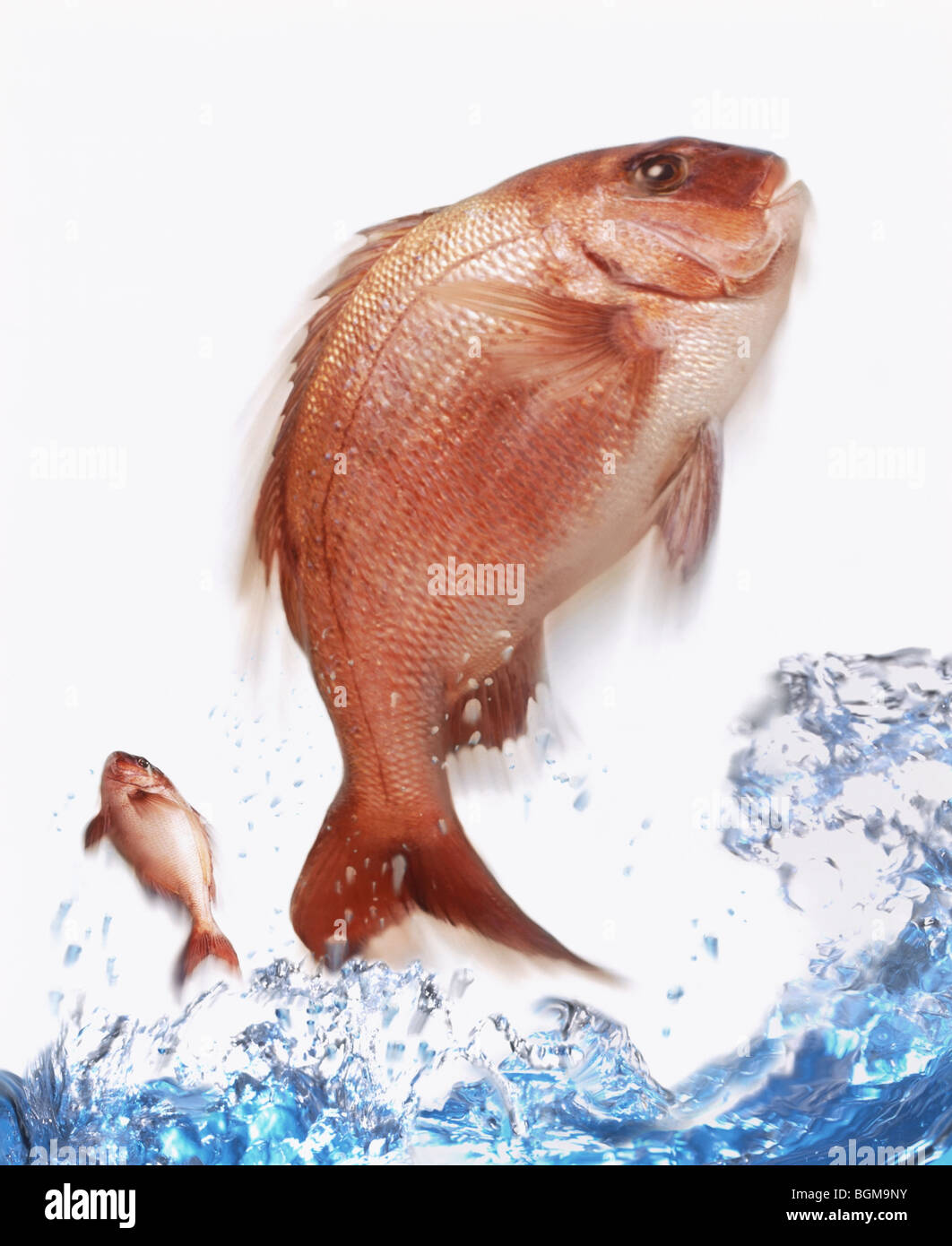 Two fish jumping out of water Stock Photo Alamy