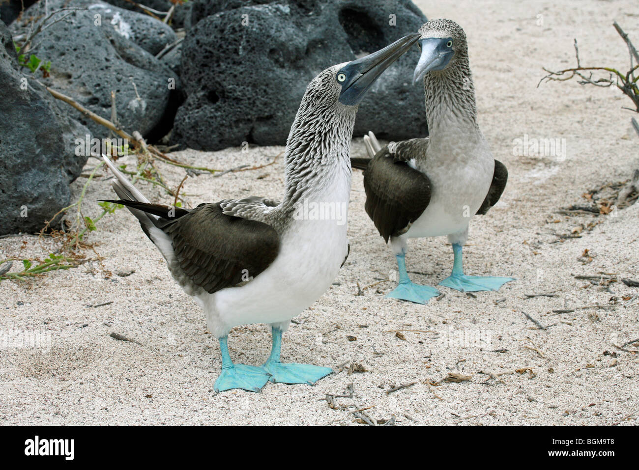 Two blue-footed boobies (Sula nebouxii excisa) on the beach, Lobos island,  Galápagos Islands, Ecuador, Latin America Stock Photo - Alamy