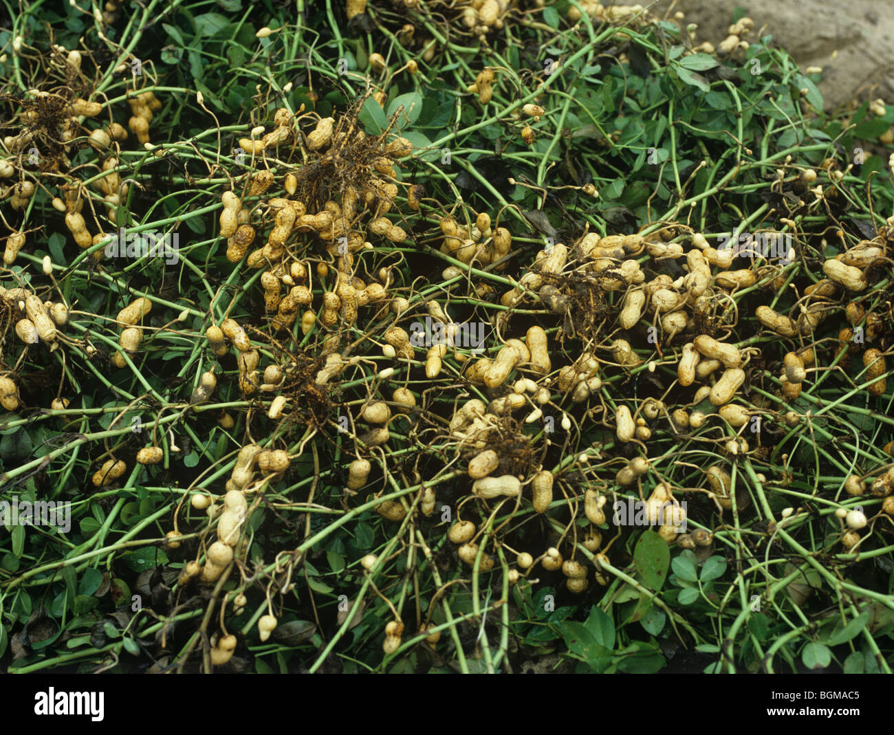 Upturned peanut or groundnut crop (Arachis hypogea) for collection, North Carolina, USA Stock Photo