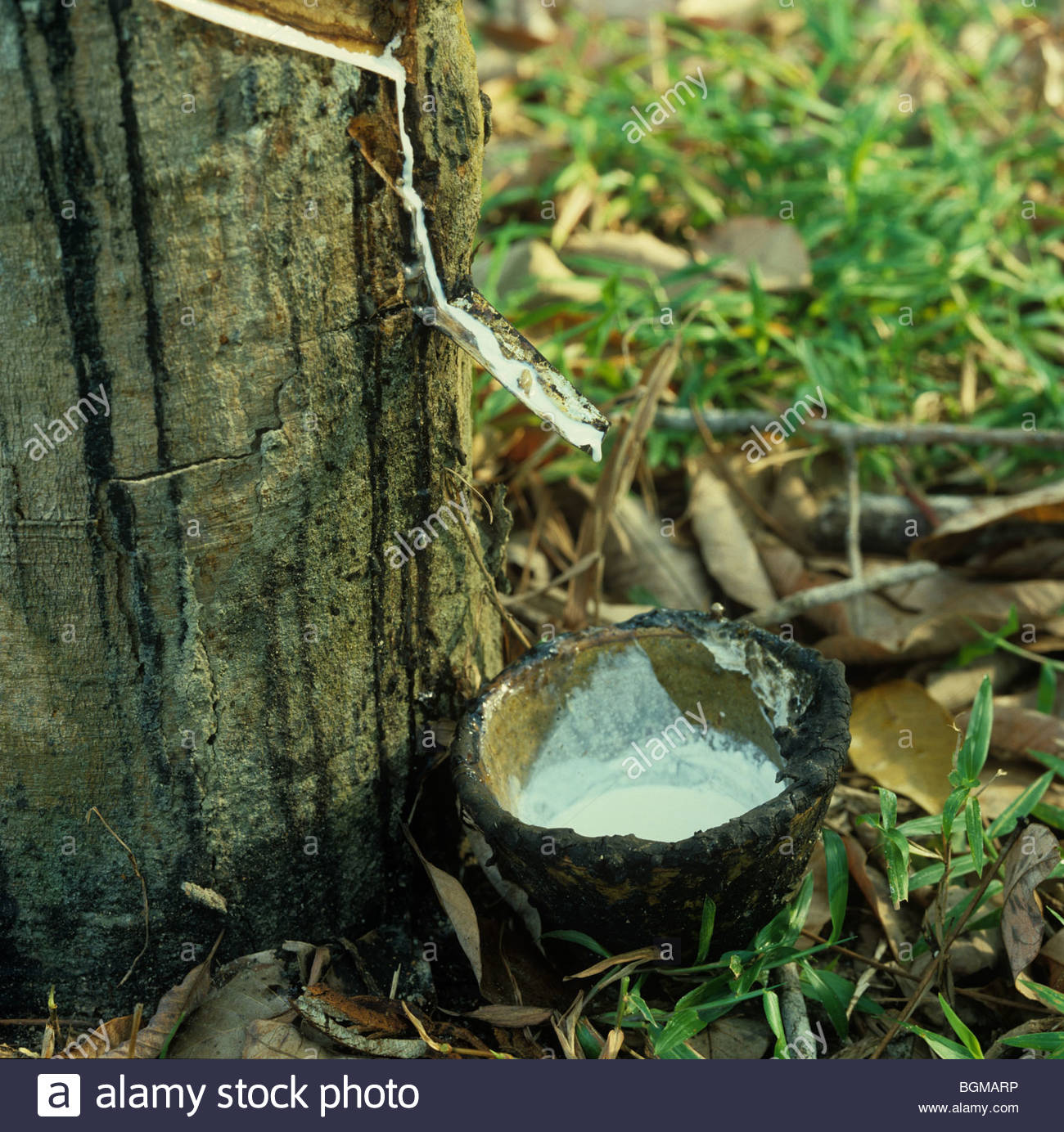 photo of latex harvest Photo of latex harvest