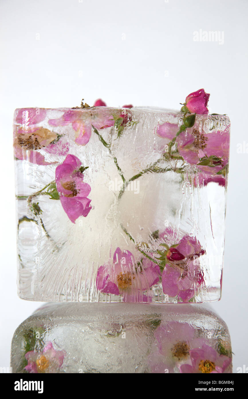 wild roses preserved in ice cubes Stock Photo Alamy