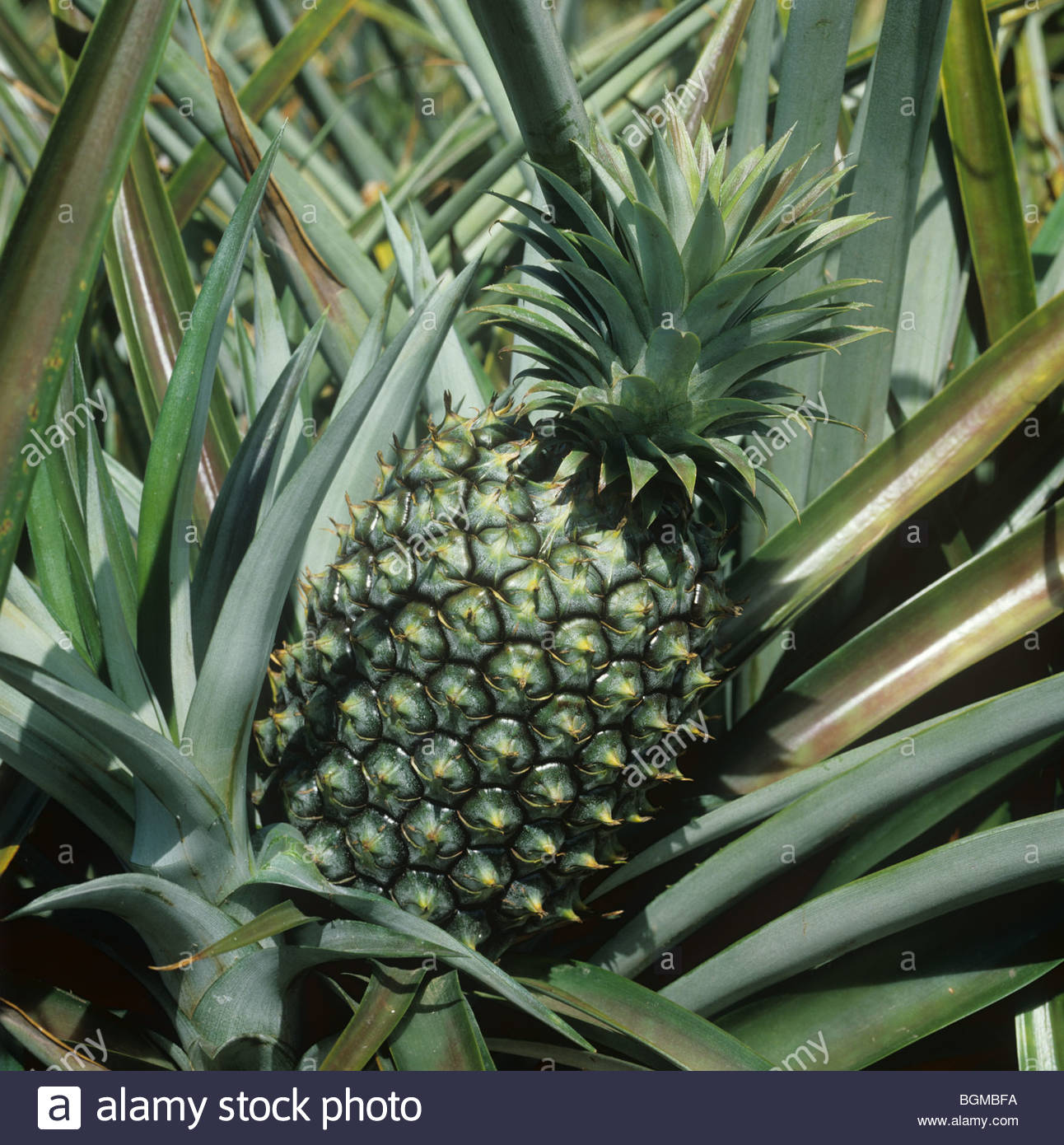 Mature green pineapple fruit on the plant at harvest, East
