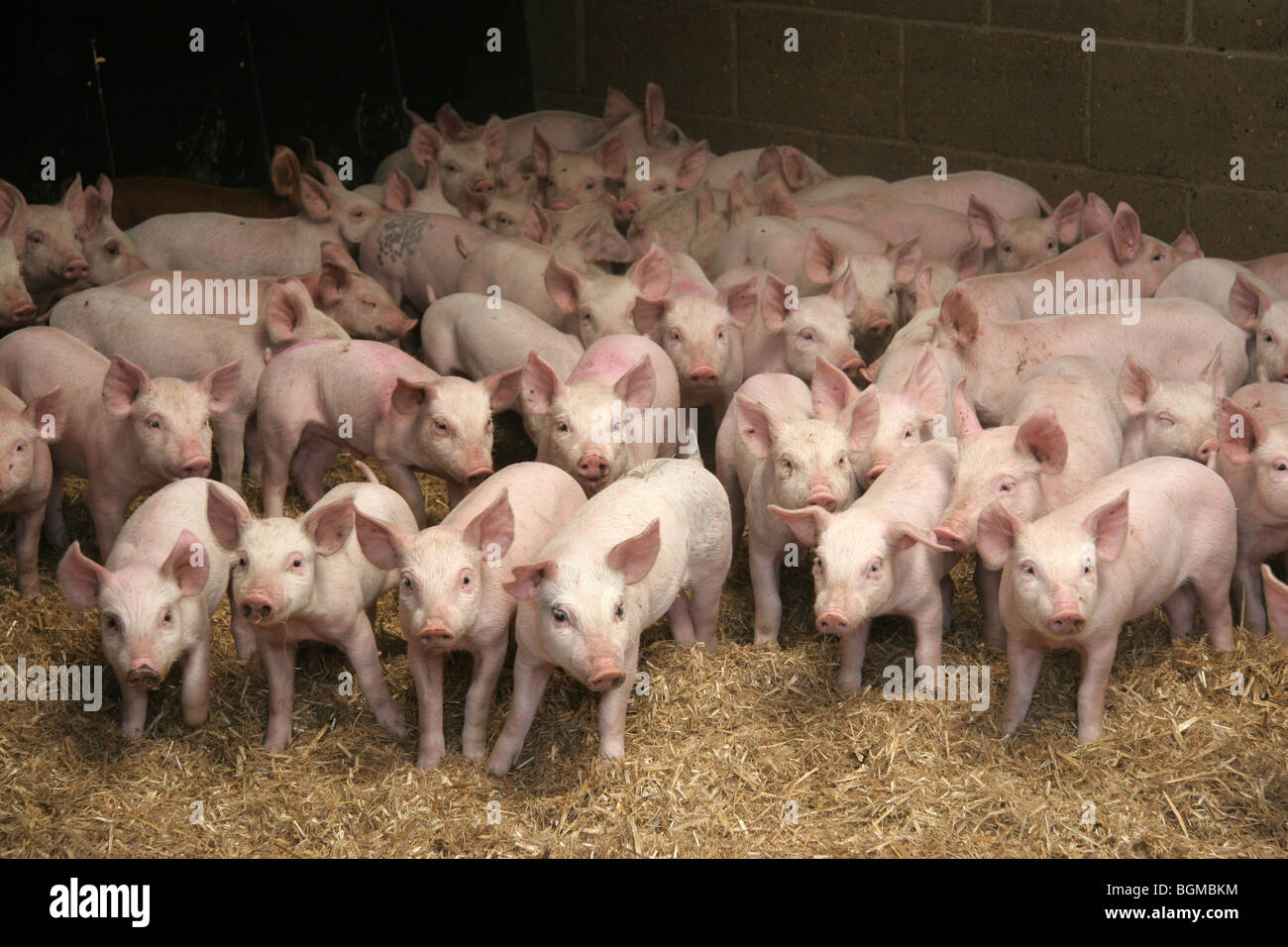 Weaner Pigs In Straw Yards Stock Photo