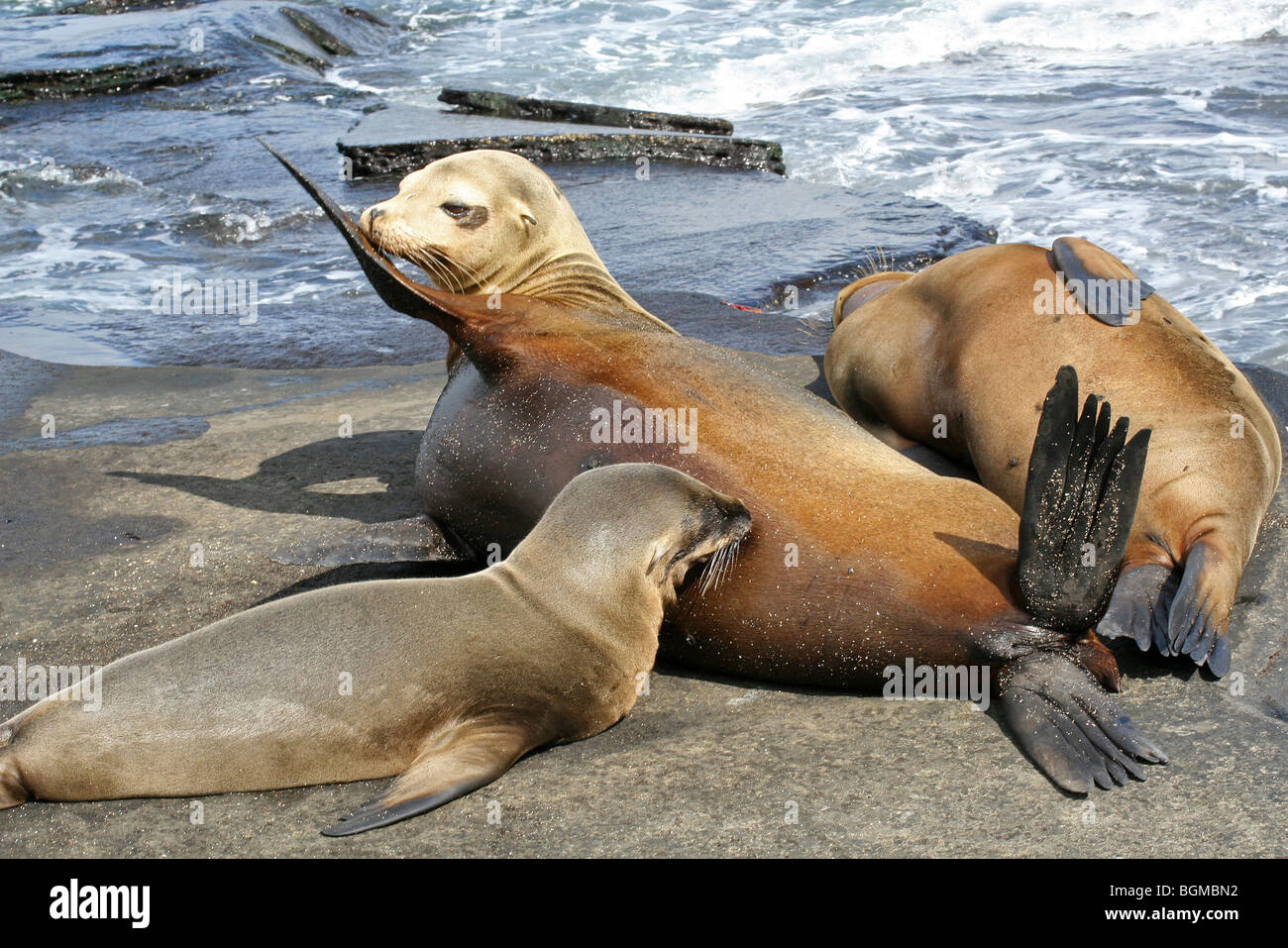 Galapagos sealion / Galápagos sea lion (Zalophus wollebaeki) female suckling young, Puerto Egas, Santiago / San Salvador Island Stock Photo