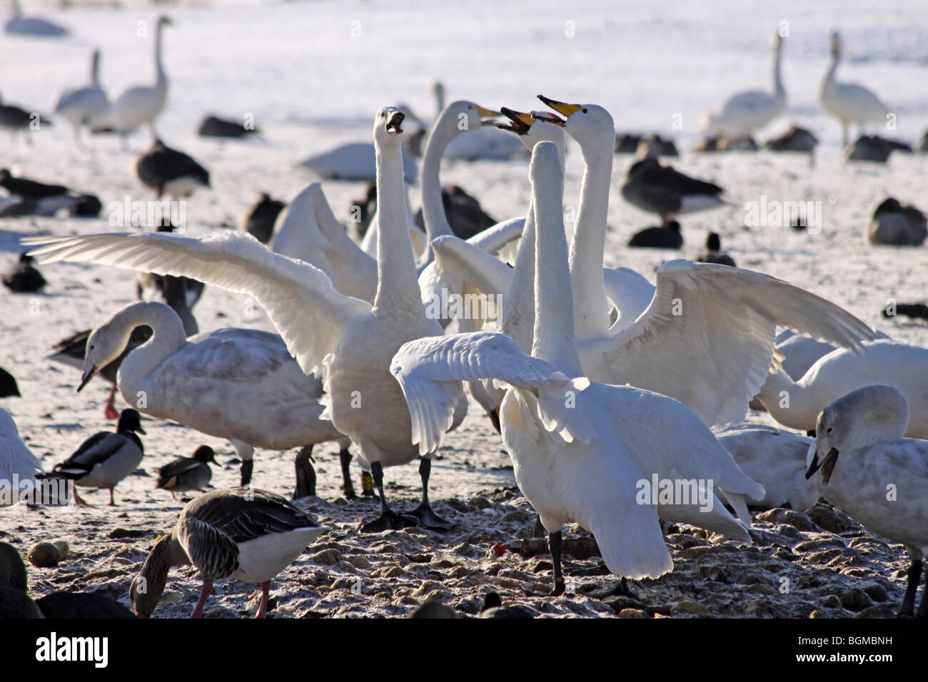 Whooper Swans Cygnus cygnus Displaying At Martin Mere WWT, Lancashire UK Stock Photo
