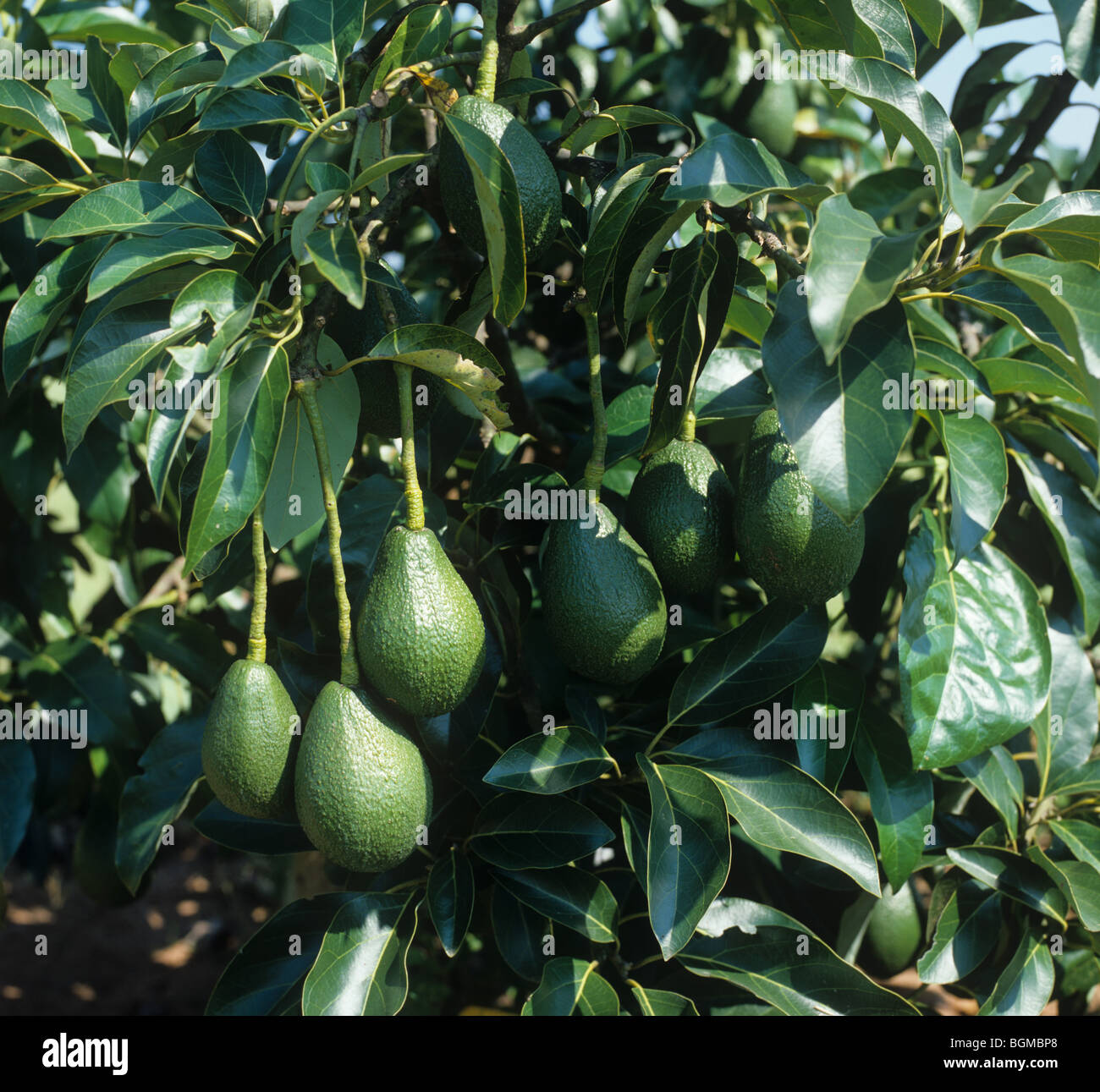 Avocado pear fruit nearly mature on a South African tree Stock Photo