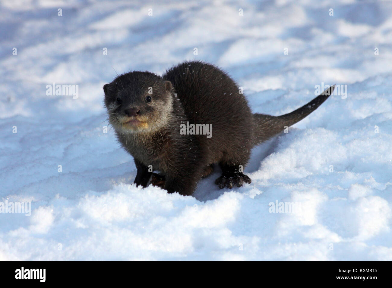 Oriental Small-clawed Otter Cub Aonyx cinerea In Snow Taken At Martin Mere WWT, Lancashire UK Stock Photo