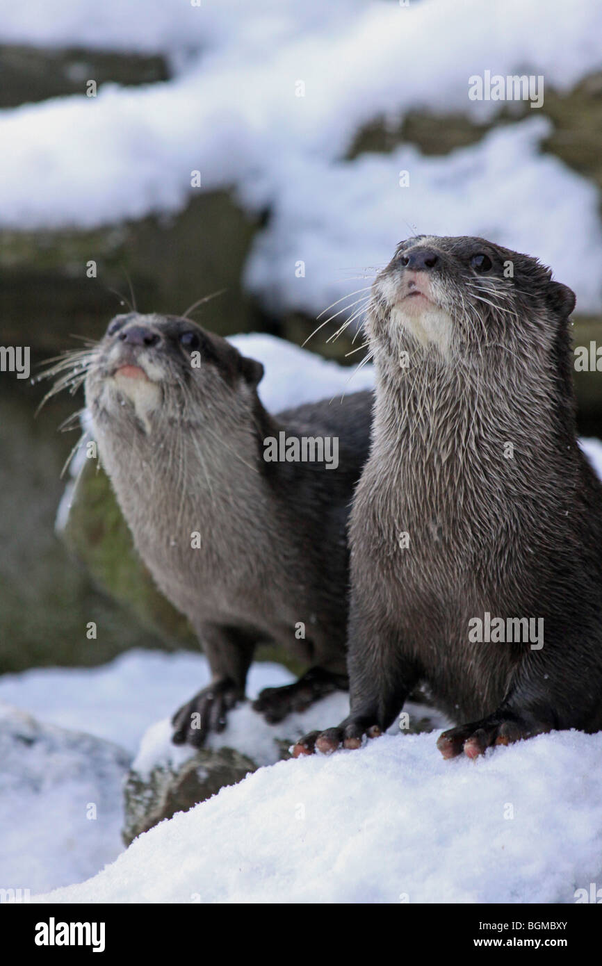 Pair Of Oriental Small-clawed Otters Aonyx cinerea 'Ned & Thai' In Snow Taken At Martin Mere WWT, Lancashire UK Stock Photo