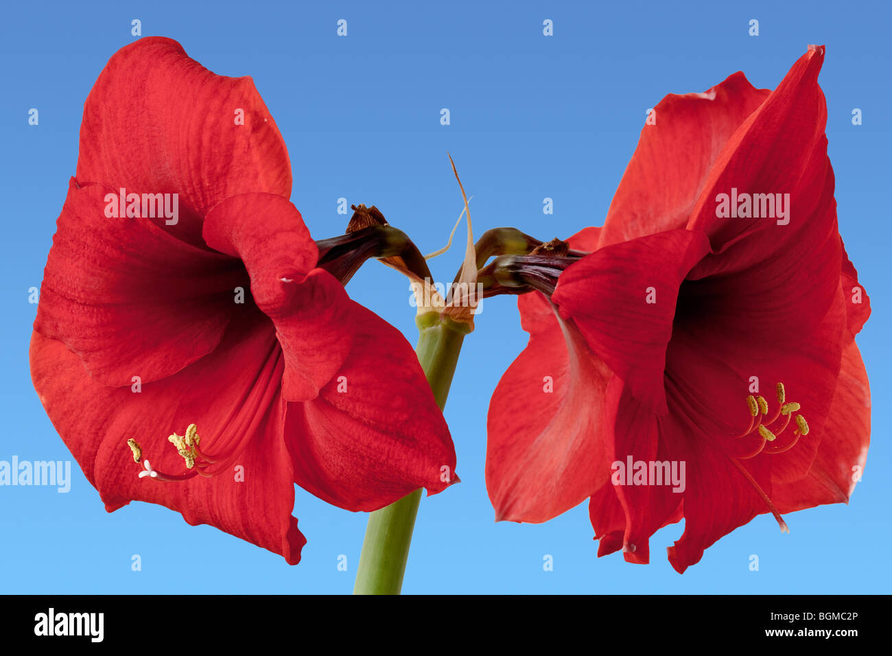 South american amaryllis hires stock photography and images Alamy